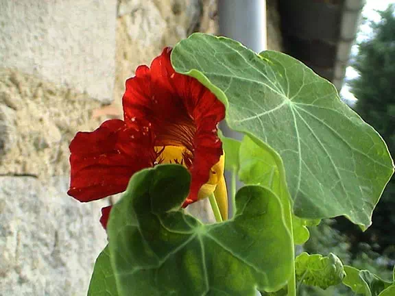 Jardin du Chizé