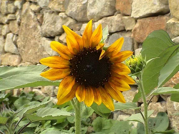 Jardin du Chizé