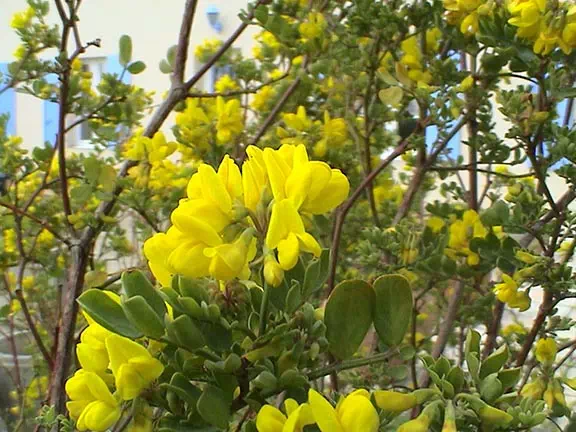 Jardin du Chizé