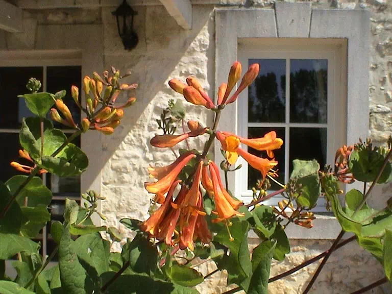 le jardin