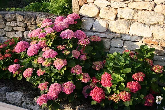 Jardin du Chizé